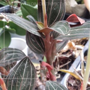Orquidea Ludisia discolor comprar - flora del tropico tienda-