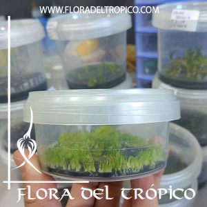 floradeltropico, produccion de orquídeas
