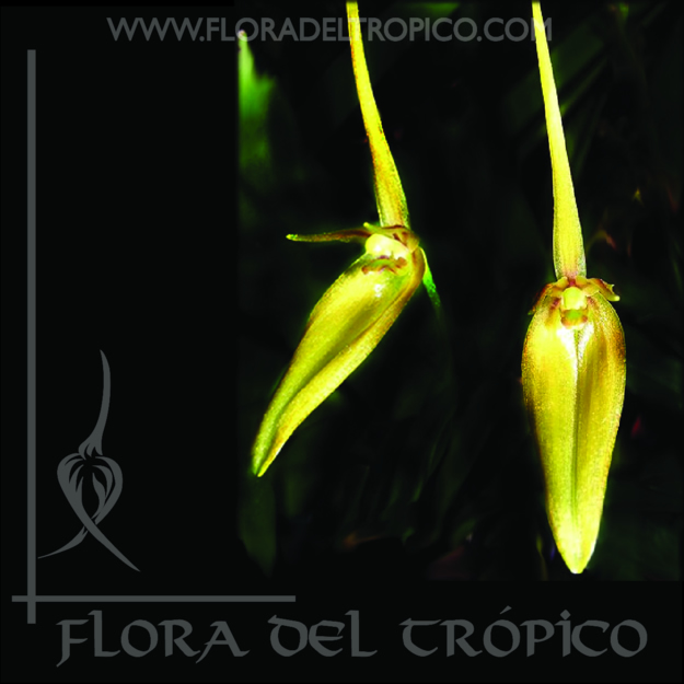Orquidea Barbosella Cucullata Comprar - Tienda Flora del Tropico