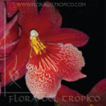 Orquidea Burrageara nelly isler comprar - Flora del Tropico Tienda-