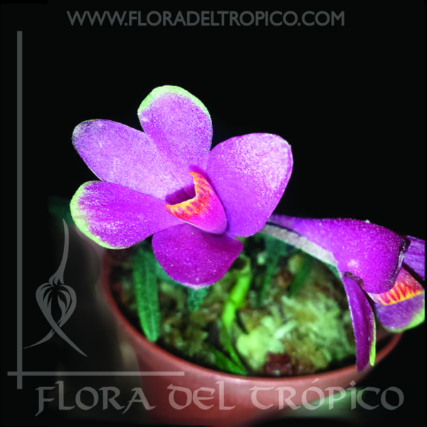 Orquidea Dendrobium Cuthbersonii Tricolor comprar - Flora del Tropico Tienda
