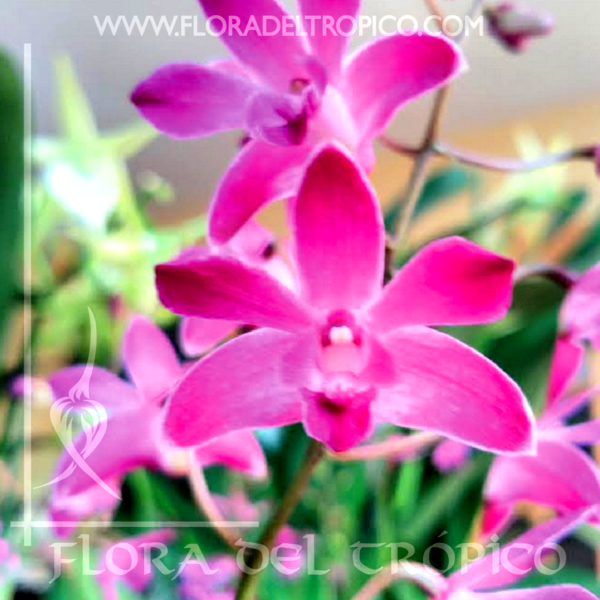 Orquidea Dendrobium berry Oda comprar - Flora del Tropico Tienda