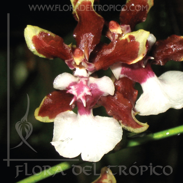 Orquidea Oncidium jungle monarch comprar - Flora del Tropico Tienda