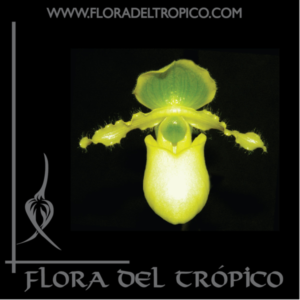 Orquidea Paphiopedilum primulinum comprar - Flora del Tropico Tienda