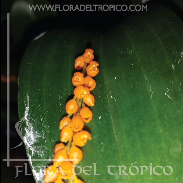 Orquidea Pleurothallis truncata comprar - Flora del tropico Tienda