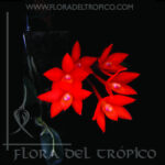 Orquidea Sophronitis Cernua comprar - Flora del Tropico Tienda