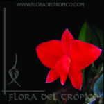 Orquidea Sophronitis brevipedunculata comprar - Flora del Tropico Tienda