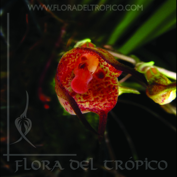 Orquidea dracula mopsus comprar - flora del tropico tienda
