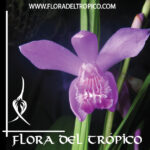 Orquidea Bletilla striata tipo