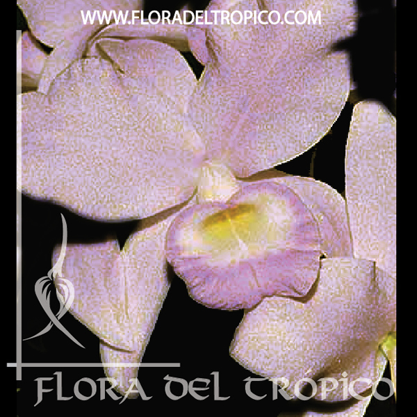 Orquidea Cattleya skinnerii semialba Comprar - Tienda Flora del Tropico