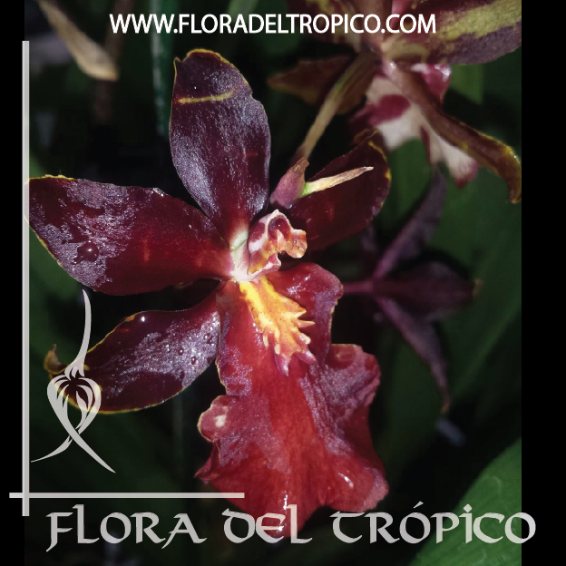 Orquidea Colmanara wildcat comprar - Flora del Tropico Tienda