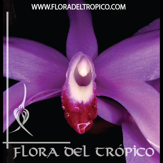 Orquidea Laelia perrinii comprar - Flora del tropico Tienda