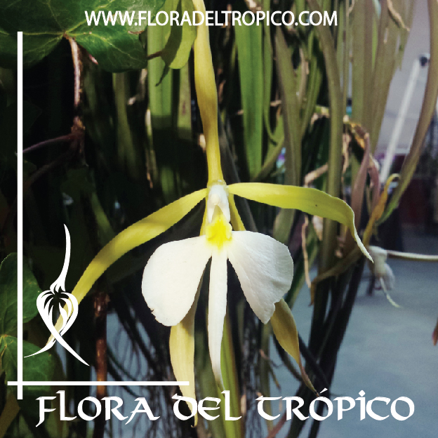 Orquidea Coilostylis parkinsonianum comprar - Flora del Tropico Tienda