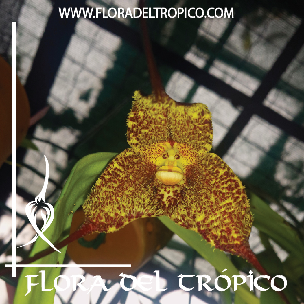 Orquidea Dracula chimaera comprar - Flora del Tropico Tienda