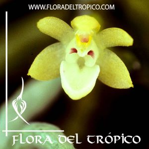 Orquidea Taeniophyllum fasciola Comprar - Tienda Flora del Tropico