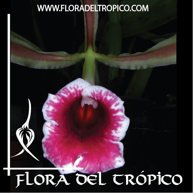 Orquidea Trichopilia marginatamia comprar - Flora del Tropico Tienda-01