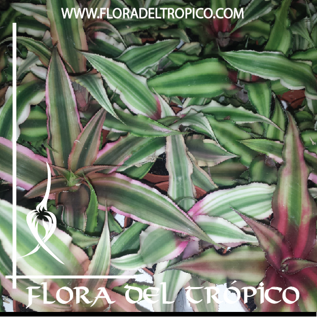 Bromelia Criptanthus vittatus Comprar - Tienda Flora del Tropico