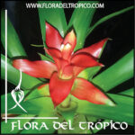 Bromelias Guzmania minor comprar - Flora del Tropico Tienda