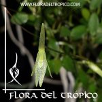 Orquidea Barbosella gardnerii Comprar - Tienda Flora del Tropico