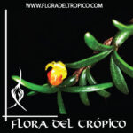 Orquidea Mediocalcar decoratum comprar - Flora del Tropico Tienda