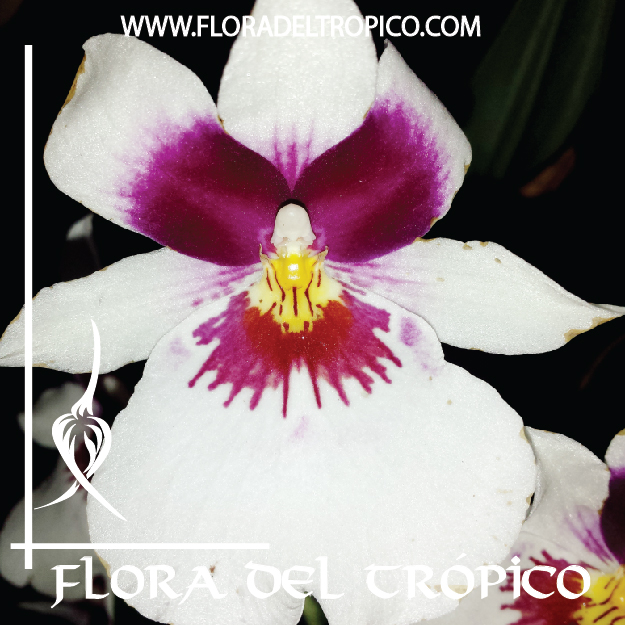 Orquidea Miltoniopsis 2 Comprar - Tienda Flora del Tropico
