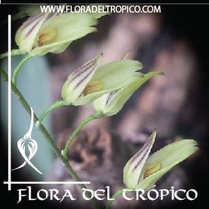 Orquidea Pleurothallis grobyi comprar - Flora del Tropico Tienda