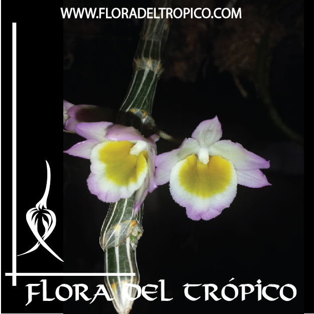 Orquidea dendrobium crepidatum comprar - Flora del Tropico Tienda