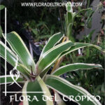Bromelia Neoregelia schultesiana variegata Comprar - Tienda Flora del Tropico