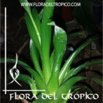 Bromelia Catopsis morreniana Comprar - Tienda Flora del Tropico