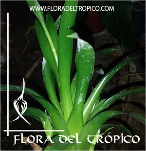 Bromelia Catopsis morreniana Comprar - Tienda Flora del Tropico