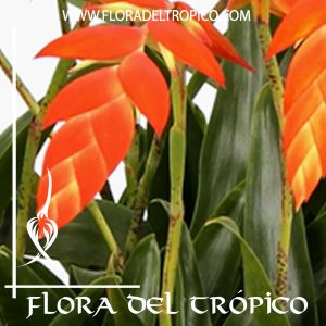 Bromelia Tillandsia dyeriana Comprar - Tienda Flora del Tropico