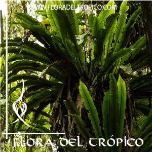 Helecho Asplenium nidus Comprar - Tienda Flora del Tropico