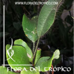 Helecho Elaphoglossum crinitum Comprar - Tienda Flora del Tropico