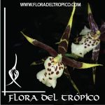 Orquidea Brassia tessa comprar - flora del tropico tienda