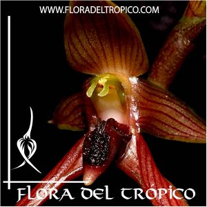 Orquidea Bulbophyllum vanvuurenii Comprar - Tienda Flora del Tropico