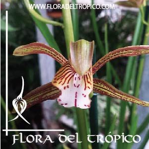 Orquidea Cymbidium erythraeum comprar - Flora del tropico Tienda