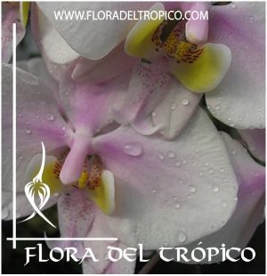 Orquidea Phalaenopsis schilleriana 4N Comprar - Tienda Flora del Tropico