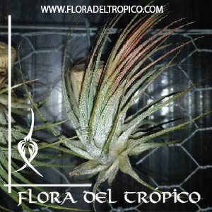 Tillandsia ionantha comprar - Flora del Tropico Tienda