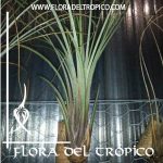 Tillandsia juncea comprar - Flora del Tropico Tienda
