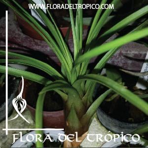 Tillandsia metanocarter tricolor comprar - Flora del Tropico Tienda