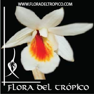 Orquidea Dendrobium christyanum Comprar - Tienda Flora del Tropico