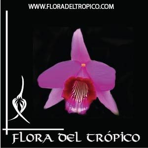 Orquidea Laelia dayana comprar - Flora del Tropico Tienda