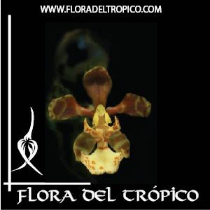 Orquidea Oncidium limminghei Comprar - Tienda Flora del Tropico-01-01