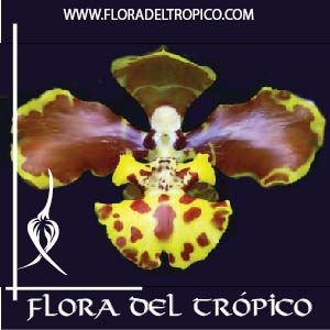Orquidea Oncidium sarcodes comprar - Flora del Tropico Tienda-01