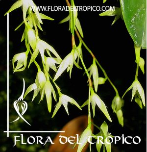 Orquidea Pleurothallis costaricense Comprar - Tienda Flora del Tropico