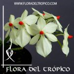 Orquidea Aerangis rhodosticta Comprar - Tienda Flora del Tropico