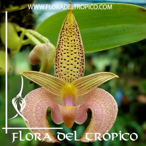 Orquidea Bulbophyllum lobbii Comprar - Tienda Flora del Tropico