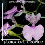 Orquidea Comparettia macroplectron Comprar - Tienda Flora del Tropico