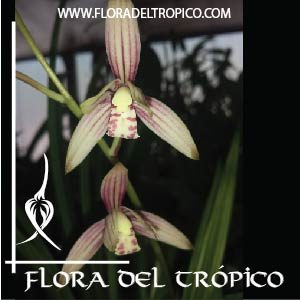 Orquidea Cymbidium sinense comprar - Flora del tropico Tienda