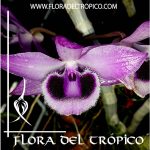 Orquidea Dendrobium parishii Comprar - Tienda Flora del Tropico